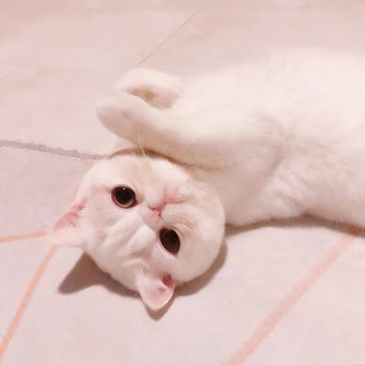 ญาญ่าหญิง รฐา avatar